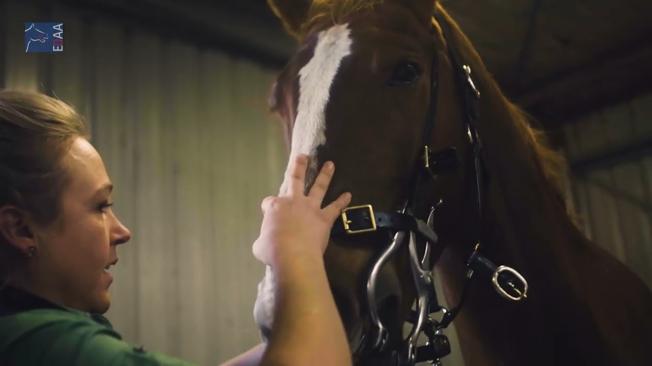 Equine Dental Technician - Clare Brown