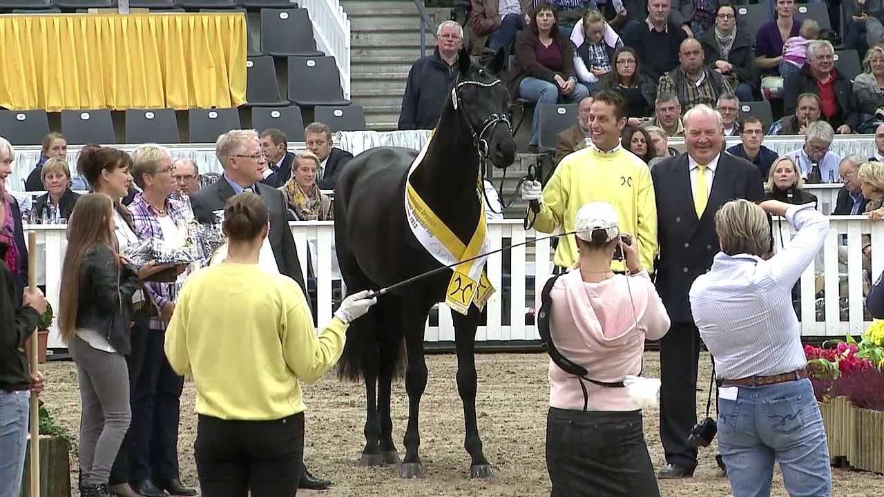 Finest - Hannoveraner Prämienhengst 2013