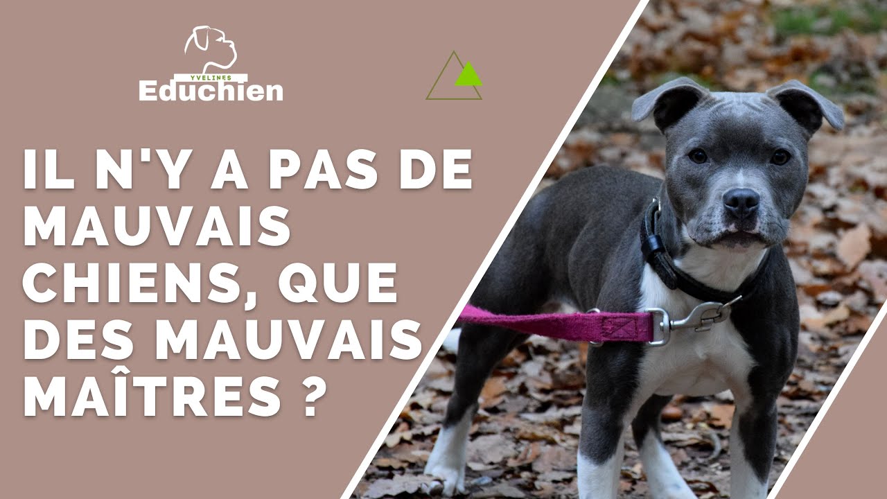 Il n'y a pas de mauvais chiens, que des mauvais maîtres ?