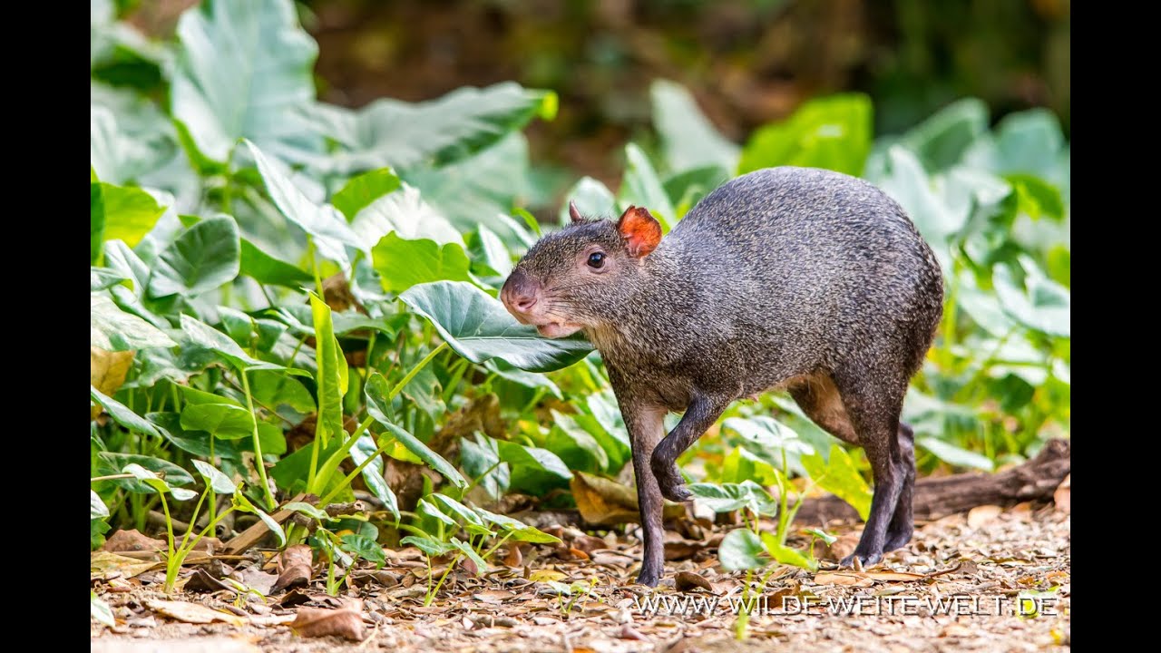 Mexican Aguti - A cute rodent of the Jungle - www.wilde-weite-welt.de