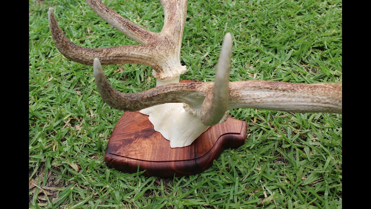 Mounting Deer Antlers