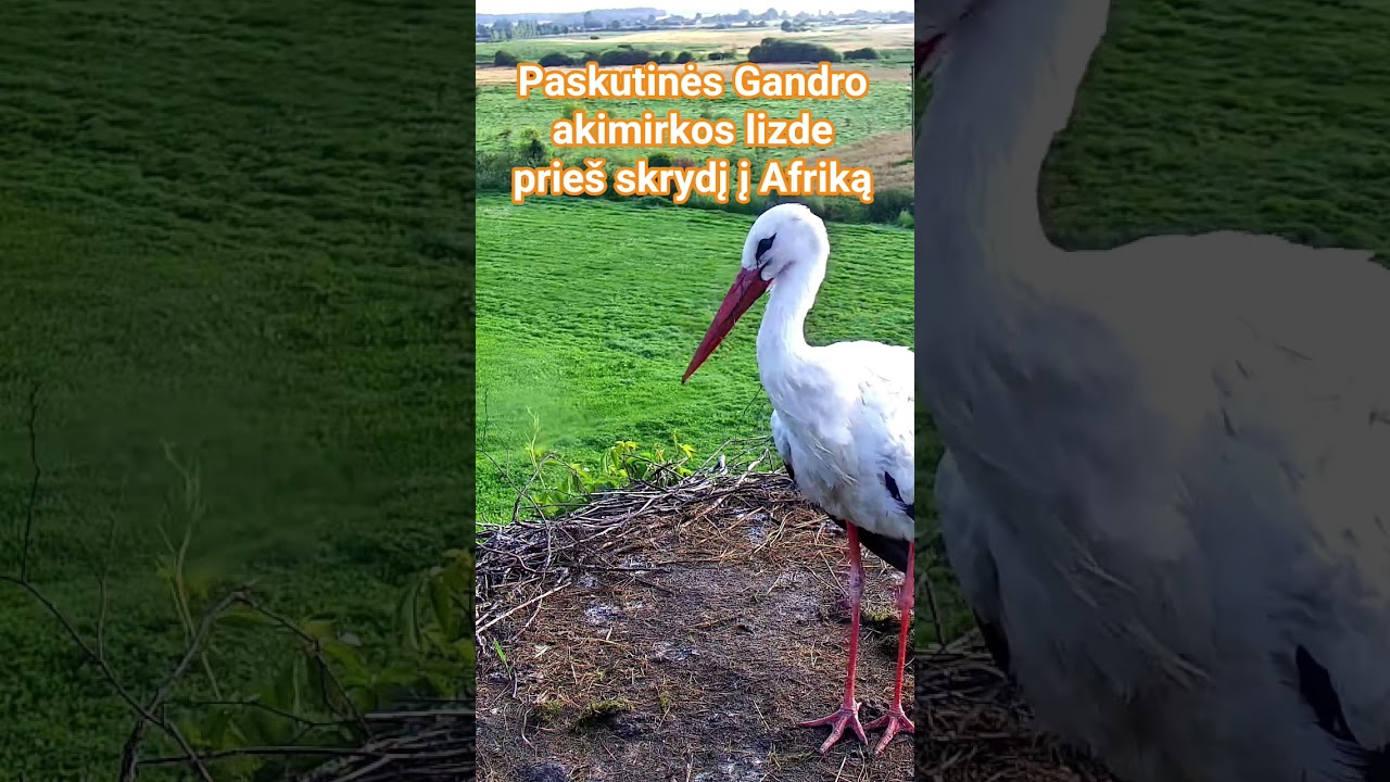2025m.Gandrų &scaron;eimos sezono pabaiga. Koniec sezonu 2025r. #white stork