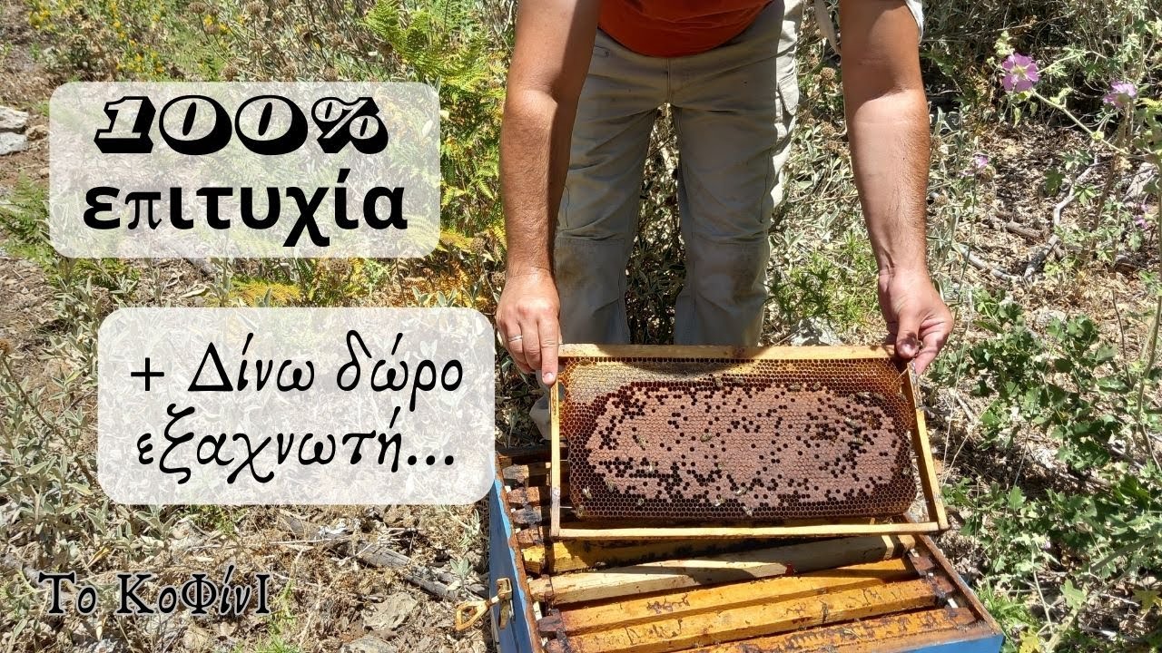 Πως να πετύχουν ΟΛΕΣ οι παραφυάδες σου & ΔΩΡΟ εξαχνωτής οξαλικού | Μελισσοκομία 2024 | Το ΚοΦίνΙ