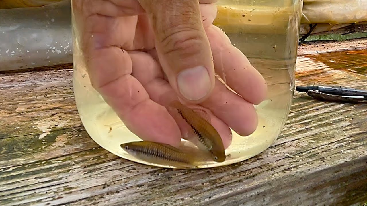 Breeder Selection:  Xiphophorus cortezi