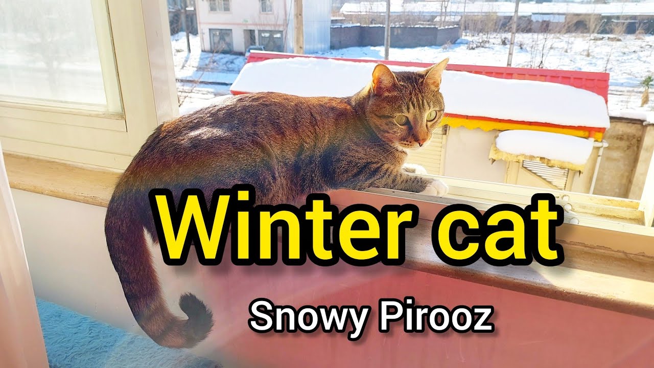 Pirooz's Snowy Day 😻 Tabby Cat Watching Snow & Relaxing