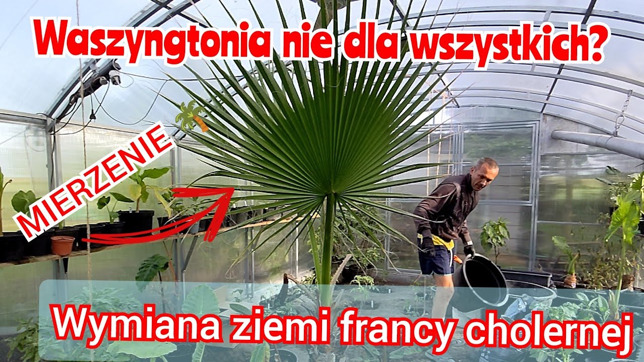 Palma waszyngtonia, porady, uprawa, przesadzanie. Wredna jest, za to szybko rośnie franca 😃
