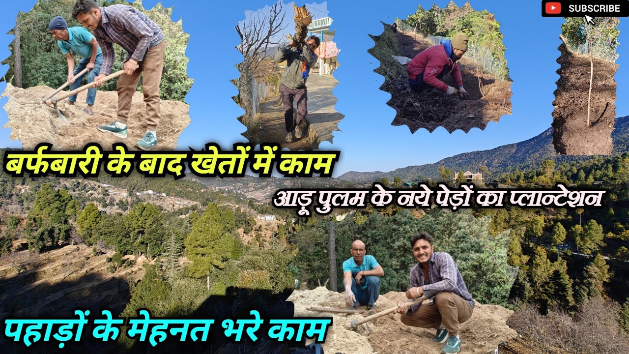बर्फबारी के बाद पहाड़ों के कामकाज। पेड़ों का प्लान्टेशन। Pahadi Lifestyle. #pahadijeevan #kumauni 