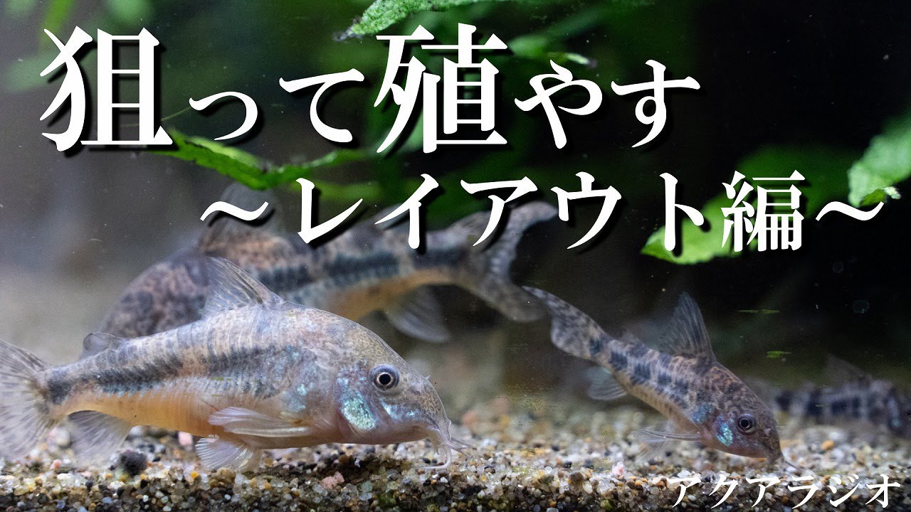 【アクアリウムラジオ】コリドラスの繁殖を狙おう（水槽レイアウト編）