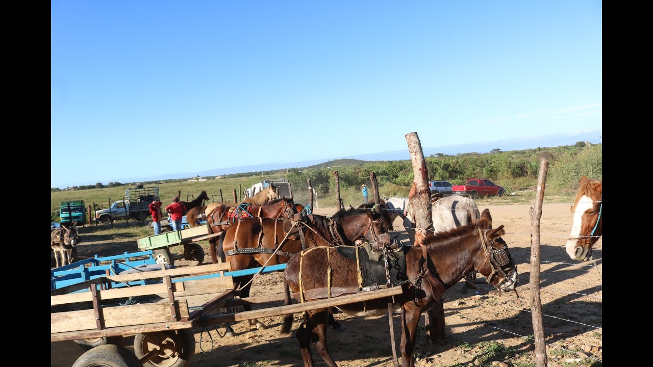 FEIRA DE CAVALOS E CARROÇAS DE ANIMAIS DE TABIRA EM 20/07/2022