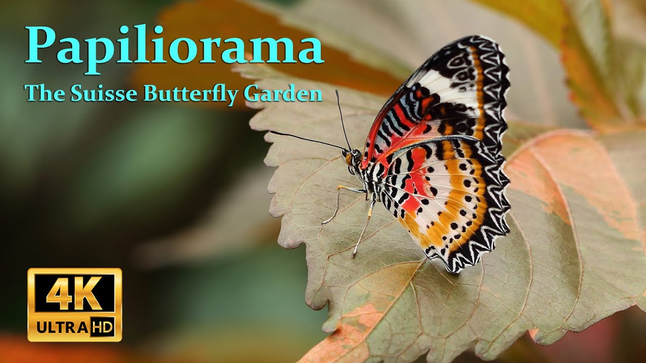 Papiliorama, The Swiss Butterfly Garden