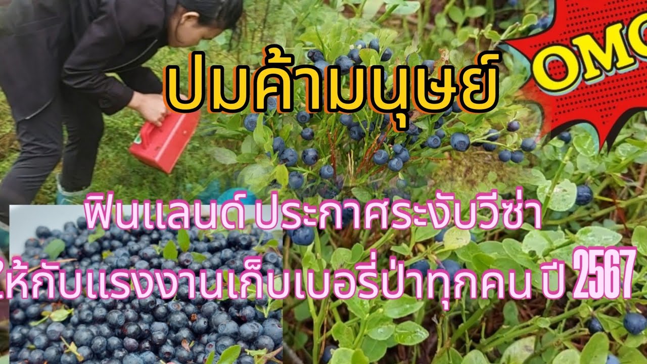 ฟินแลนด์ระงับวีซ่า แรงงานไทยเก็บผลไม้ป่าปี 2567