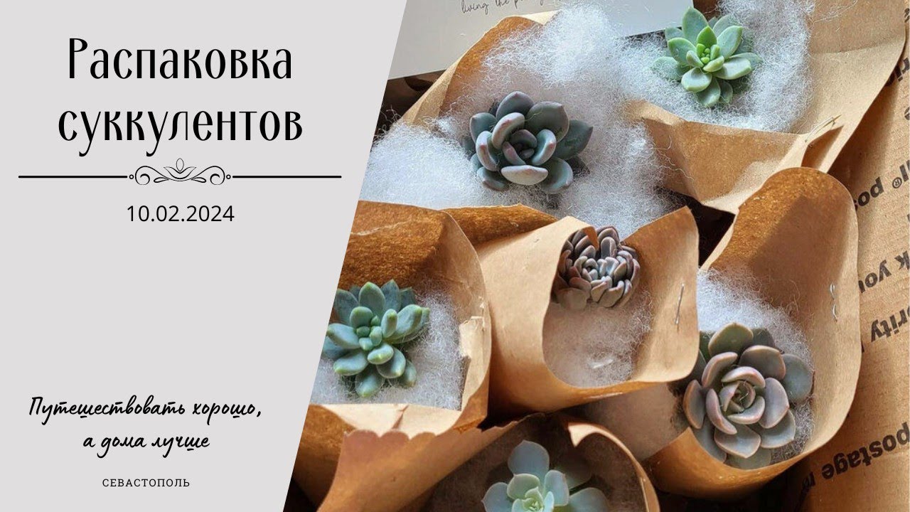 🌱 Распаковка суккулентов 10.02.2024 г.