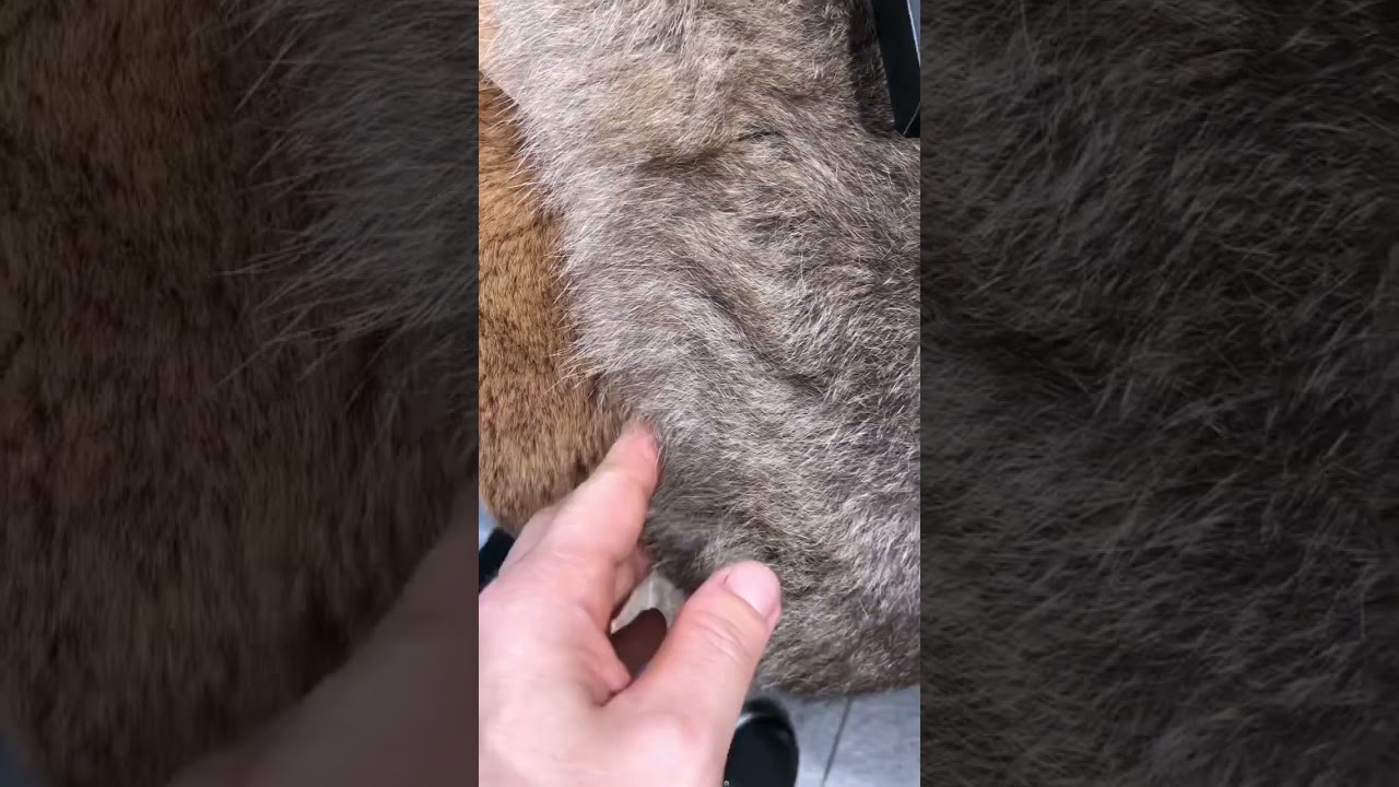 The Worth of Kangaroo Skin.