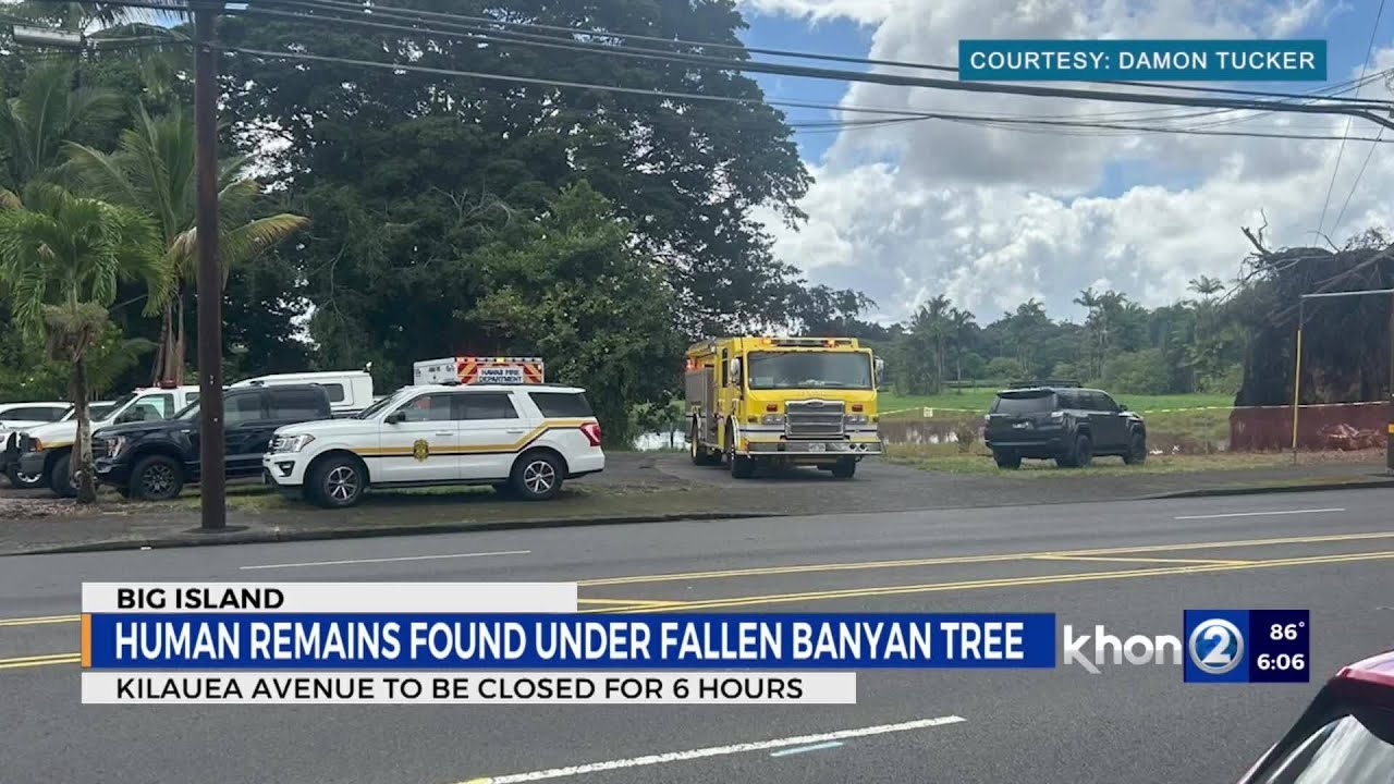Remains found under fallen Hilo banyan tree