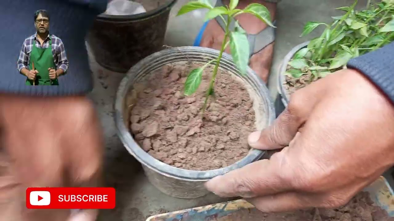Chilli plants and mint plant transfer in new pots2-1-2026