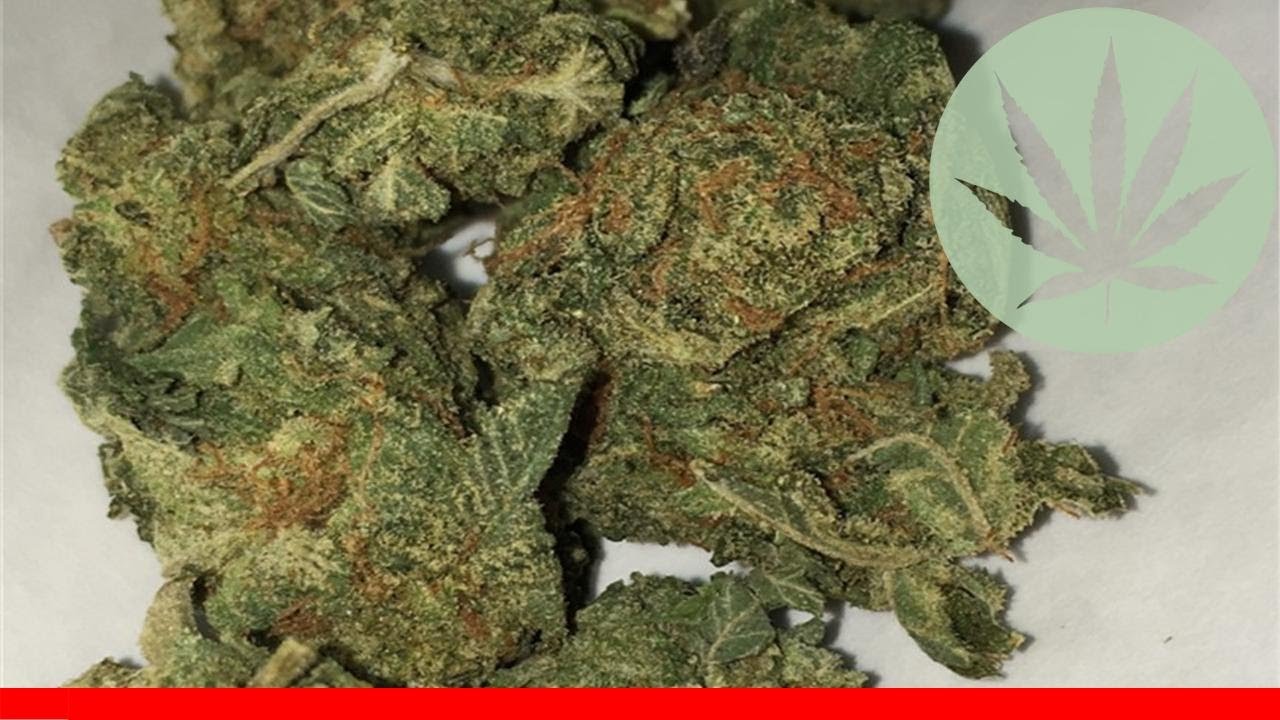 Og Ringo - All About This Strain