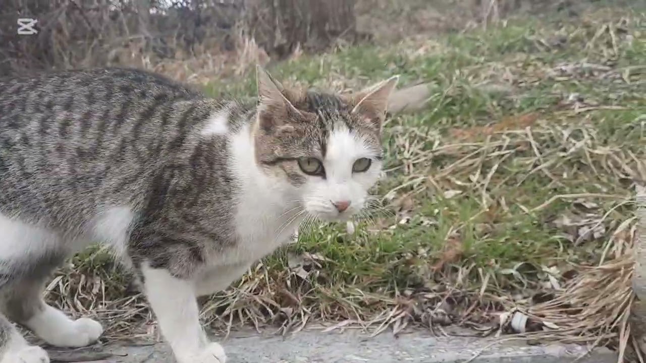 წყაროზე ლამაზი ფისოც დაგვხვდა🥰😍