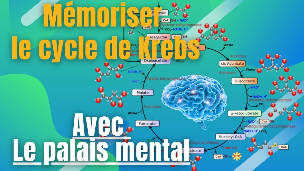 Mémorisation du cycle de Krebs (Avec le palais mental)
