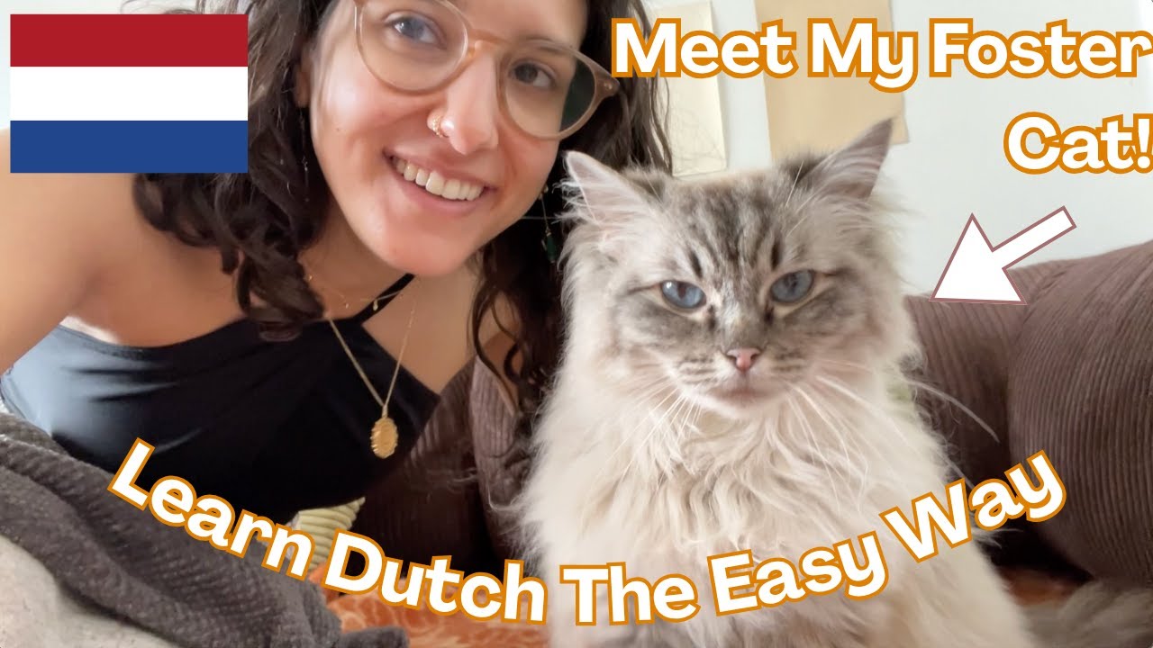Meet My Foster Cat! - Beginner Dutch Comprehensible Input