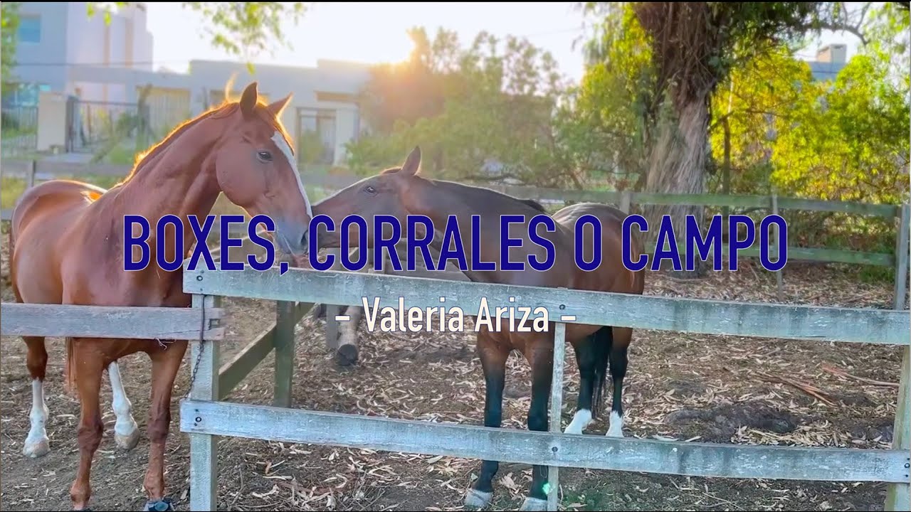 Boxes, corrales o campo