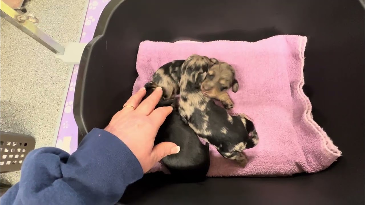 Glimmer's X Litter 1 Week Old
