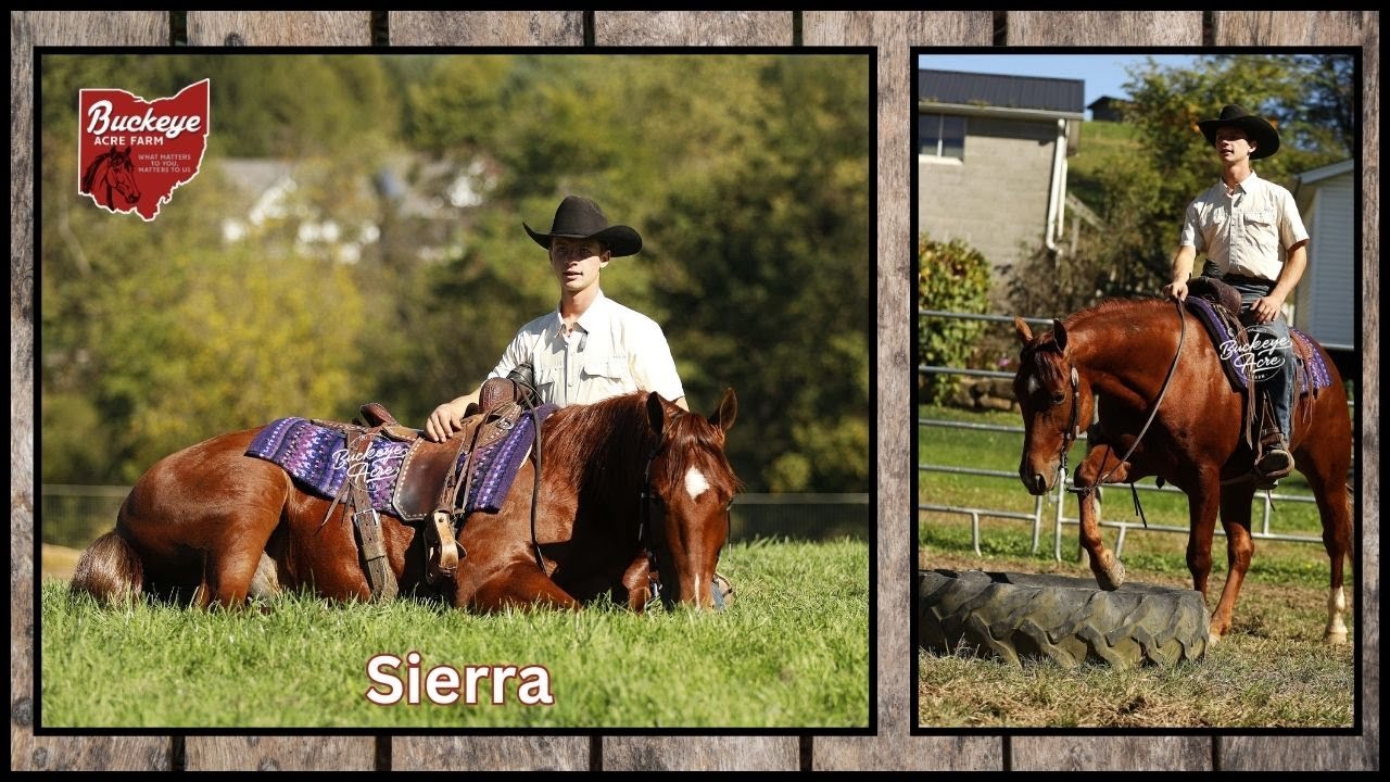 Lot# 55 Trippin Me Up Offered By Buckeye Acre Farm @ Ride the Wave Premier Horse Sale. AQHA | Safe
