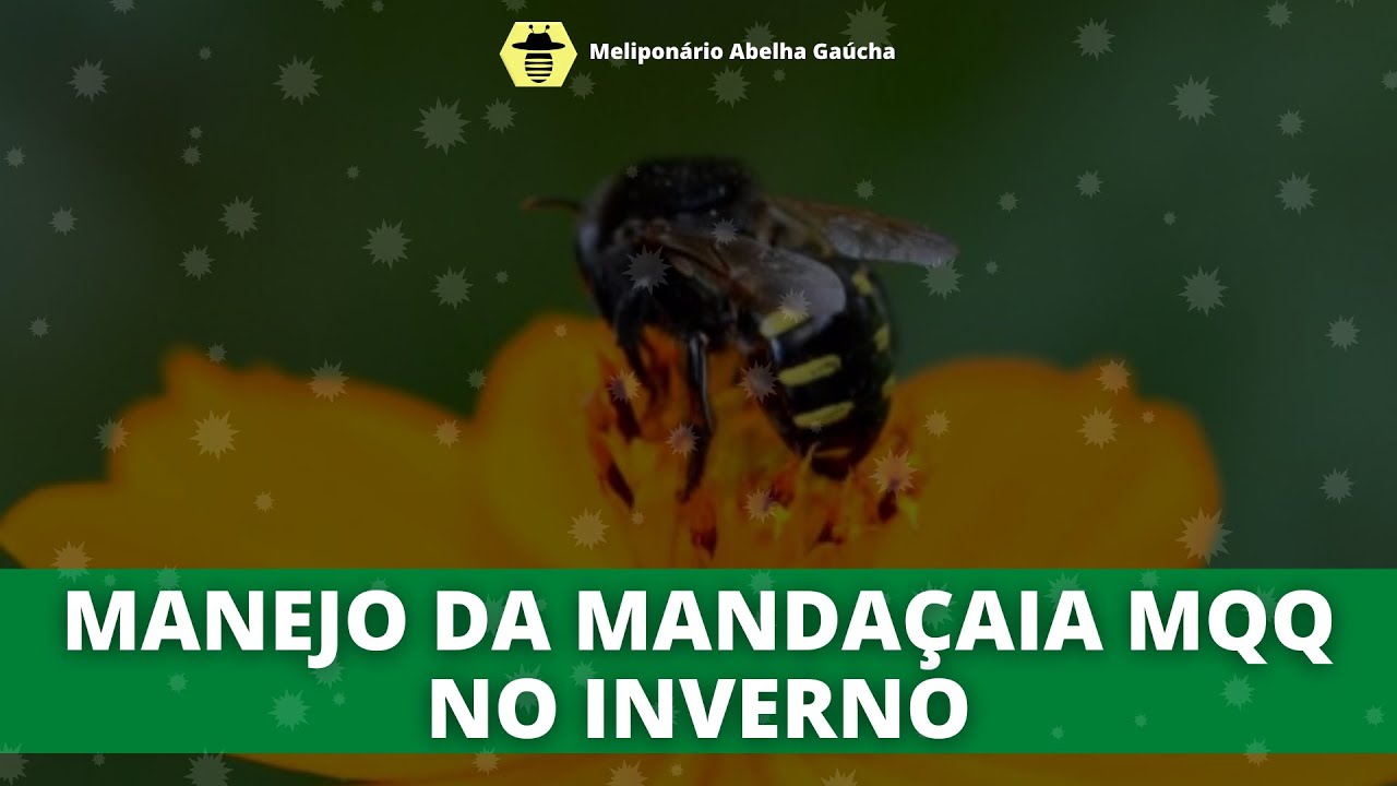 2 SUPER DICAS de Manejo da Mandaçaia mqq no Inverno!