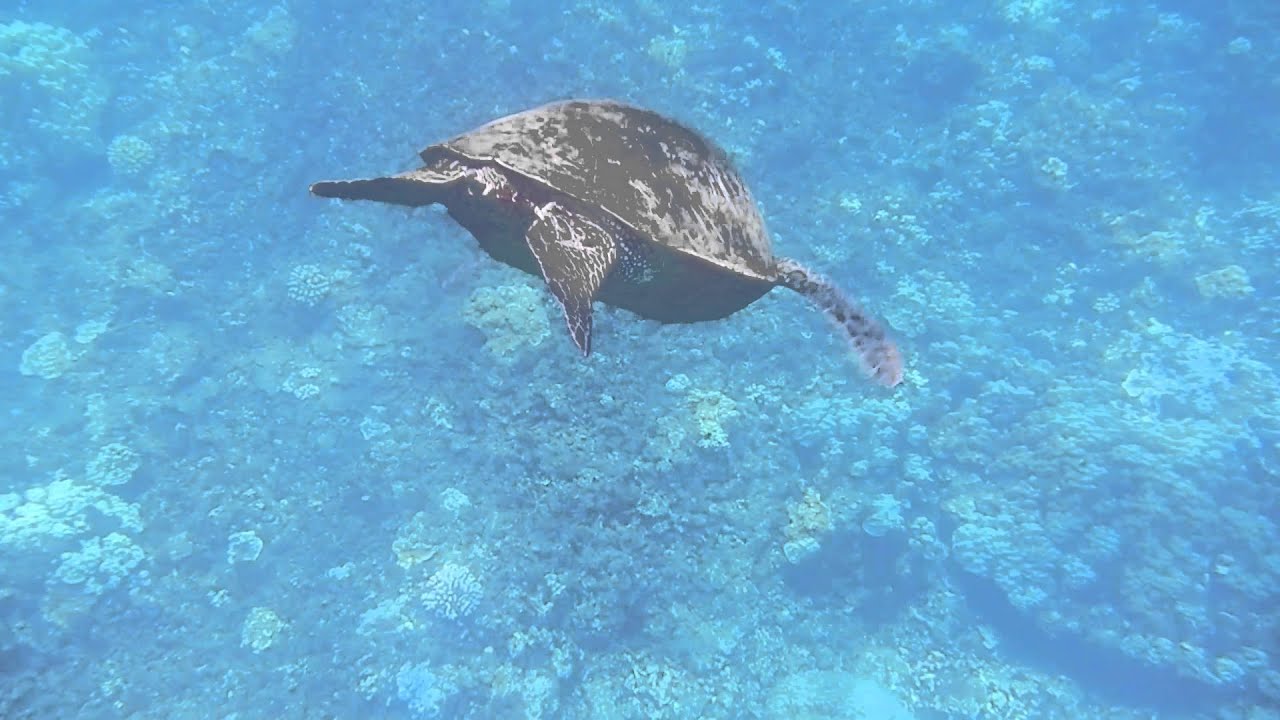 Honolua Bay