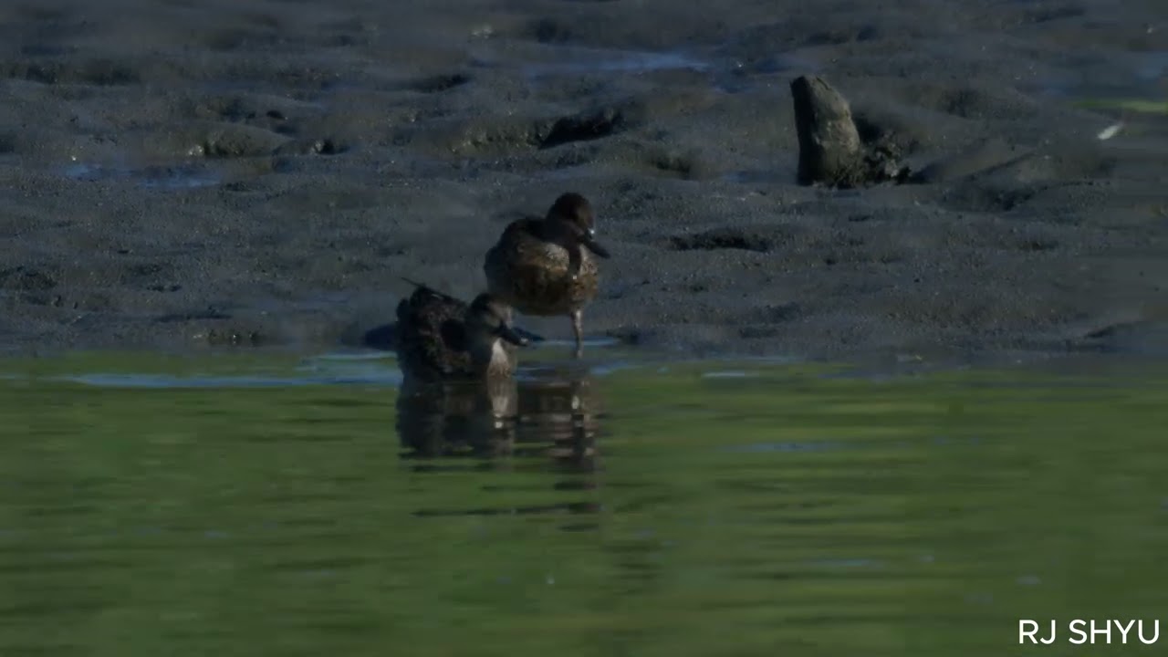 20260215 HuaJiang Duck Nature Park