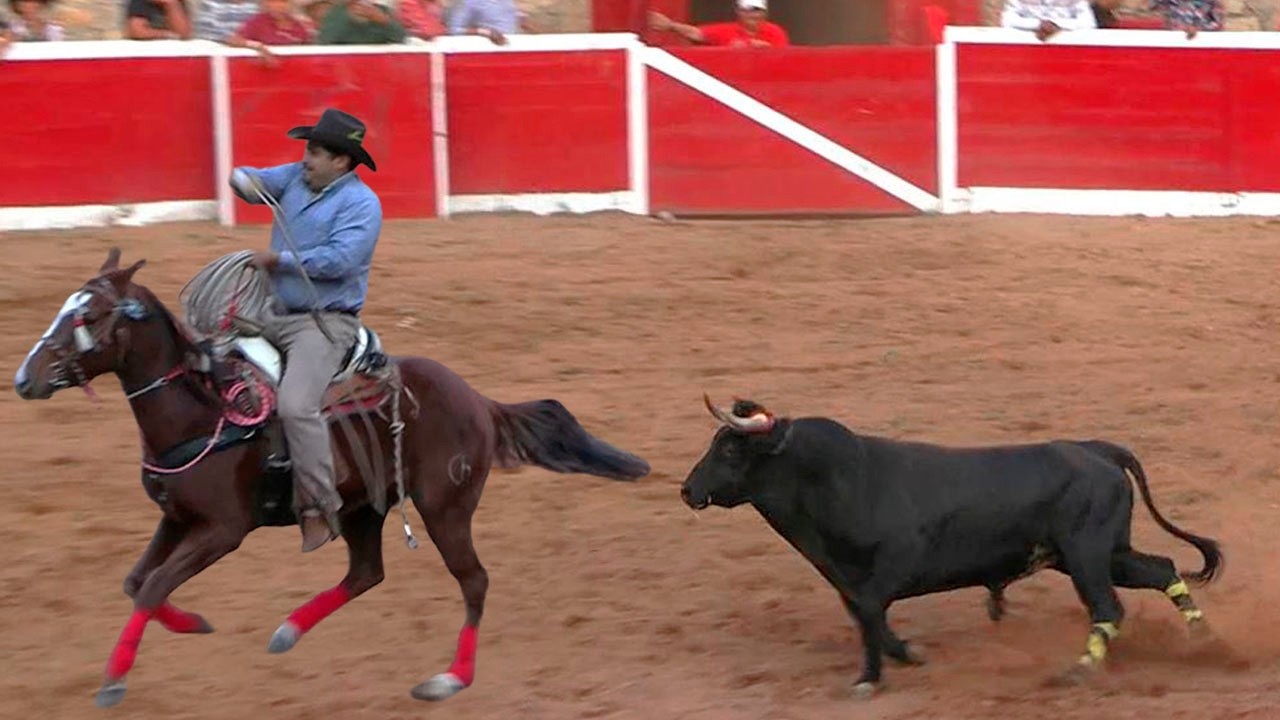 &iexcl;&iexcl;JARIPEO DE TOROS BRAVOS BUSCA CABALLOS!! MONUMENTAL DE MORELIA MICHOACAN 02 DE NOVIEMBRE 2025