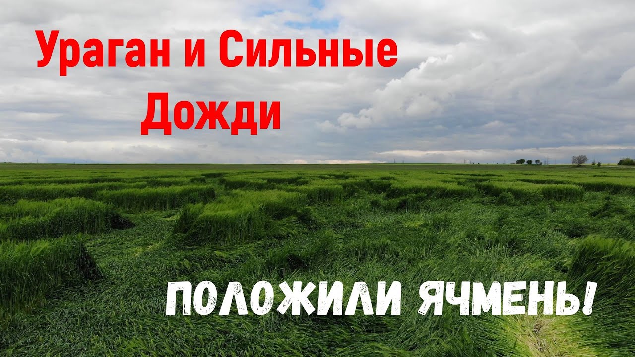 Шокирующие последствия на полях Ячменя после сильных дождей!