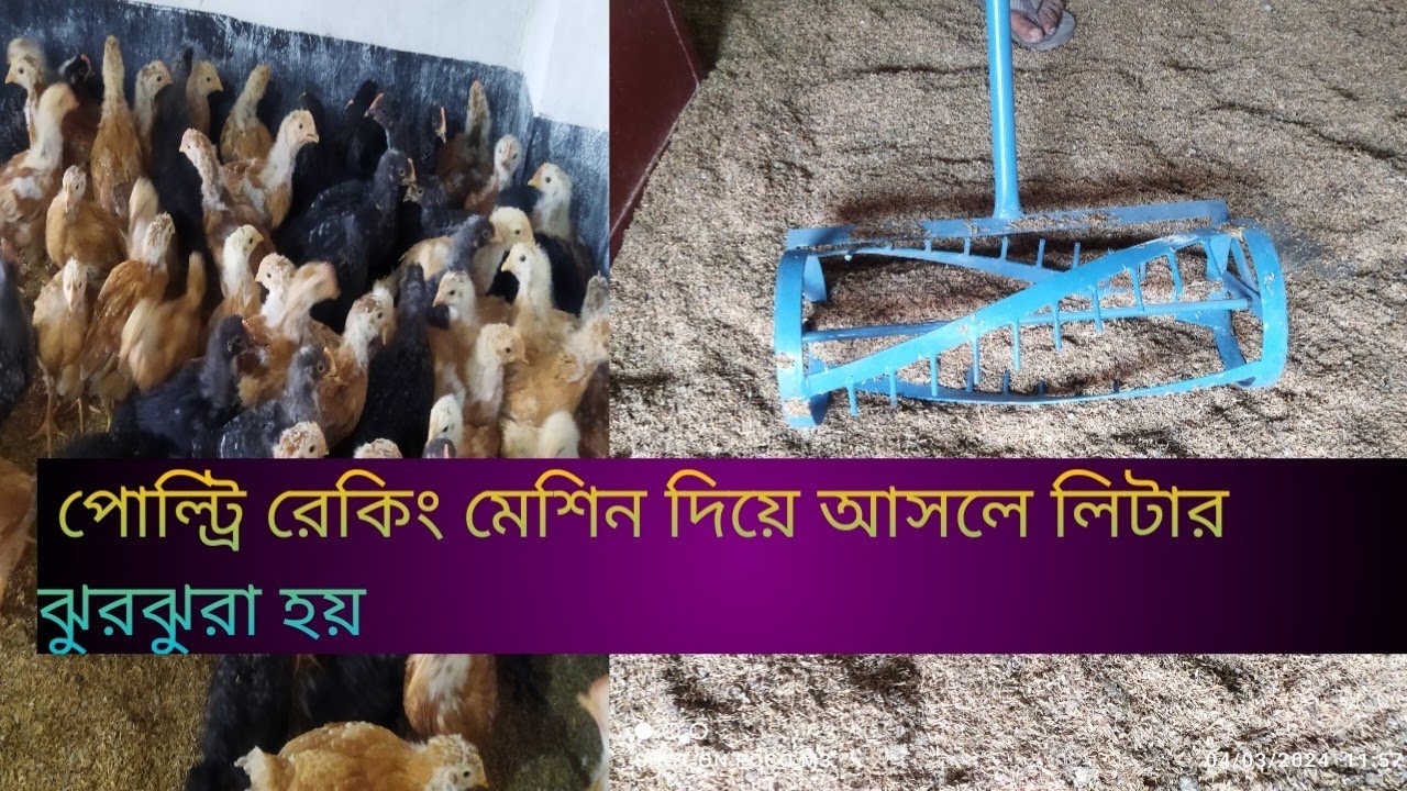 মুরগির লিটার ঝুরঝুরা হবে 100% রেকিং মেশিনের মাধ্যমে প্রমাণসহ দেখুন