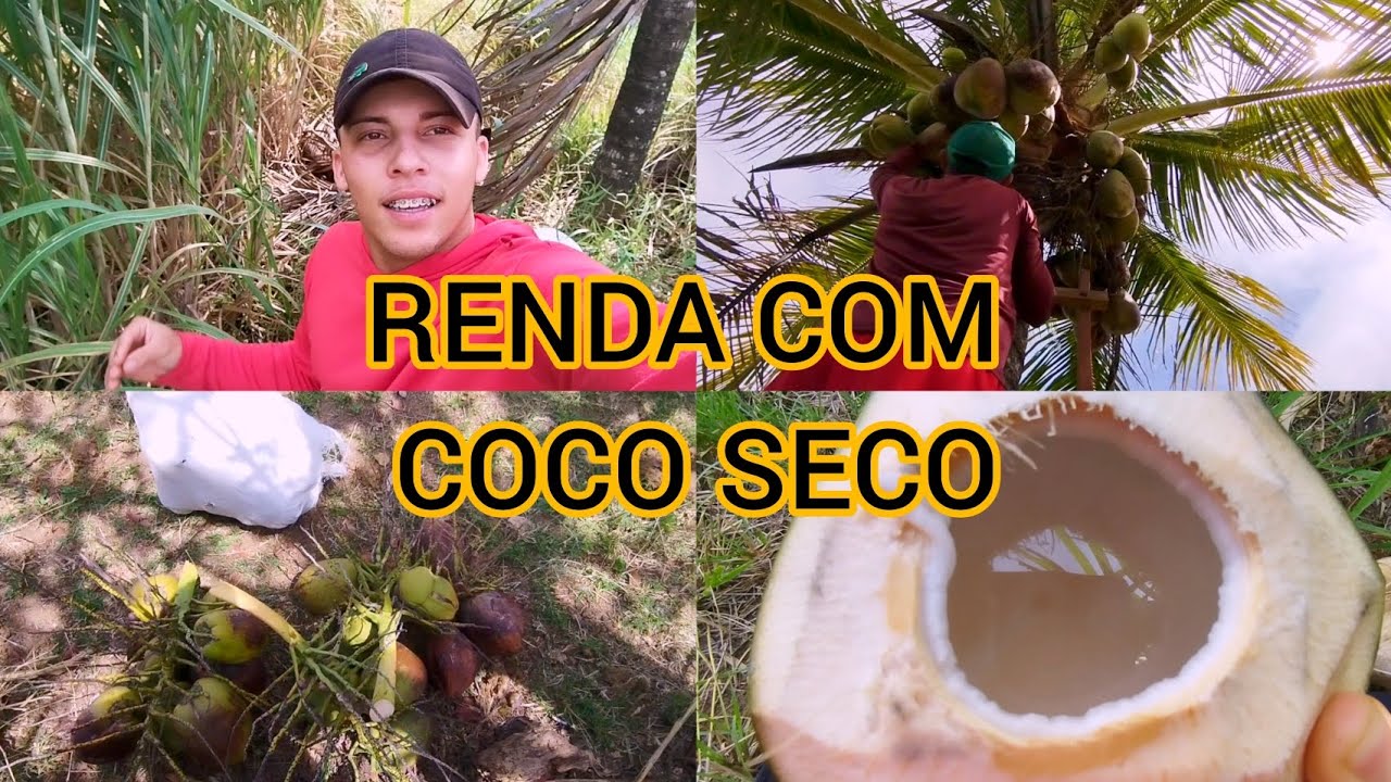 DO PÉ PRO MERCADO: VENDENDO COCO SECO NA ROÇA.