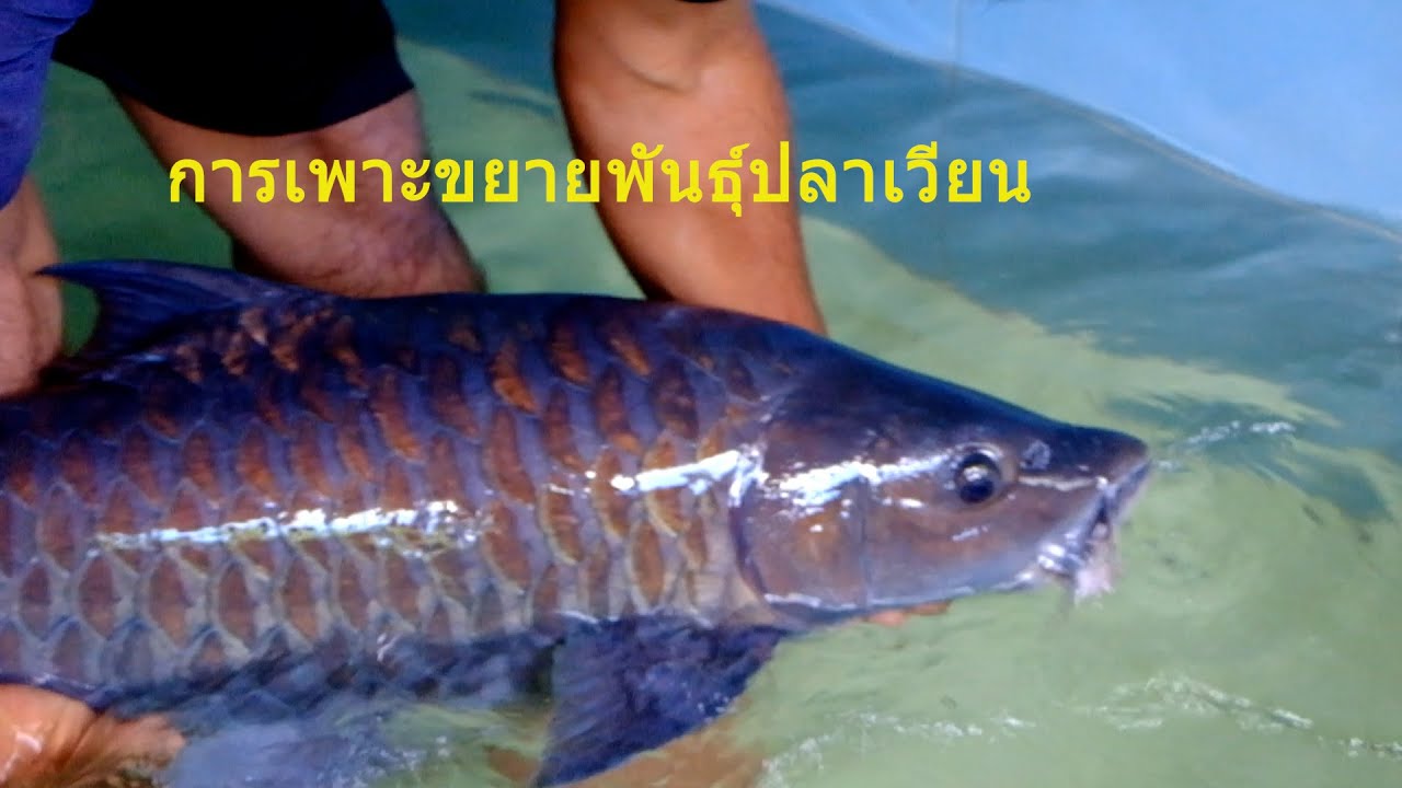 การฉีดฮอร์โมนกระตุ้นการตกไข่ของปลาเวียน #ปลาเวียน #ปลาพลวงหิน #ปลาสวยงามธรรมชาติ