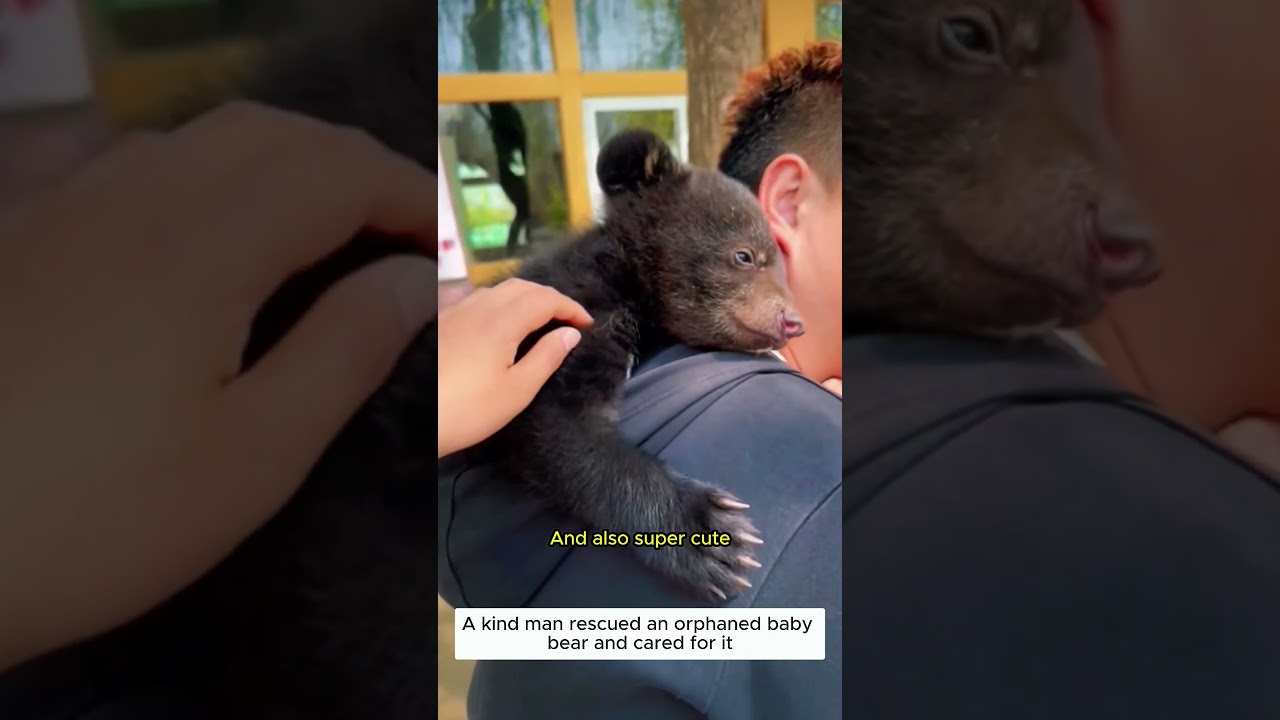 Rescued an orphaned bear cub and cared for it #bear #wildliferescue #shortvideo #cute #rescue