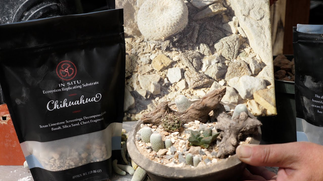 SOIL AND STAGING: the key to keeping your succulent and cacti beautiful for years!