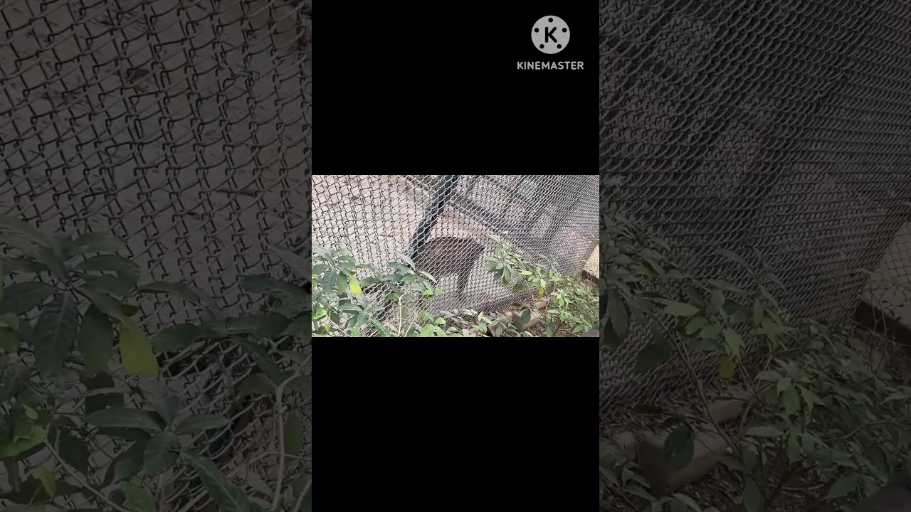 #statigram #tiger #tigabulanbebassampah #tights #tigers #lustig #antigua #onitsukatiger #tigre