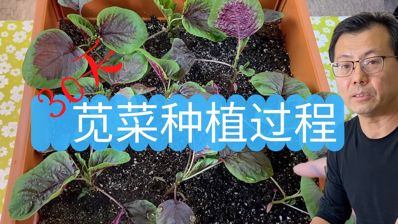 30天花盆种红苋菜，从种子到成菜的整个过程，实战种植技术分享