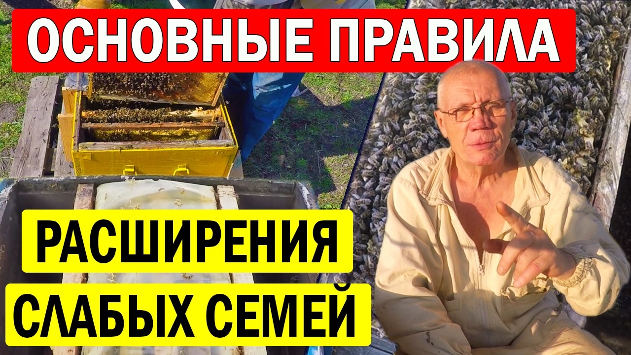 Когда расширять гнездо в слабых семьях? СЕКРЕТНАЯ ТЕХНИКА сжатия пчелосемьи о которой вы Не Знали!