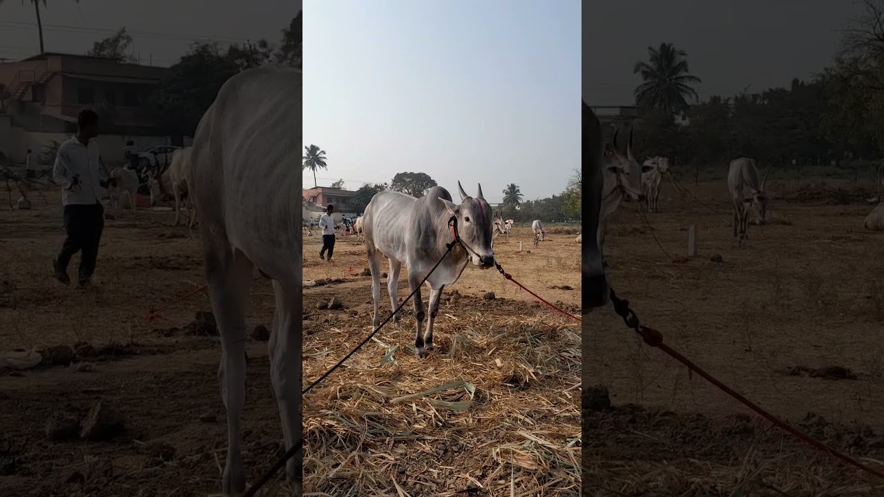जातिवंत खिल्लार वळूबैल #खिल्लार #khillar #bull #shorts #viral #farmer #शेतकरी #बैलगाडा #bailgada