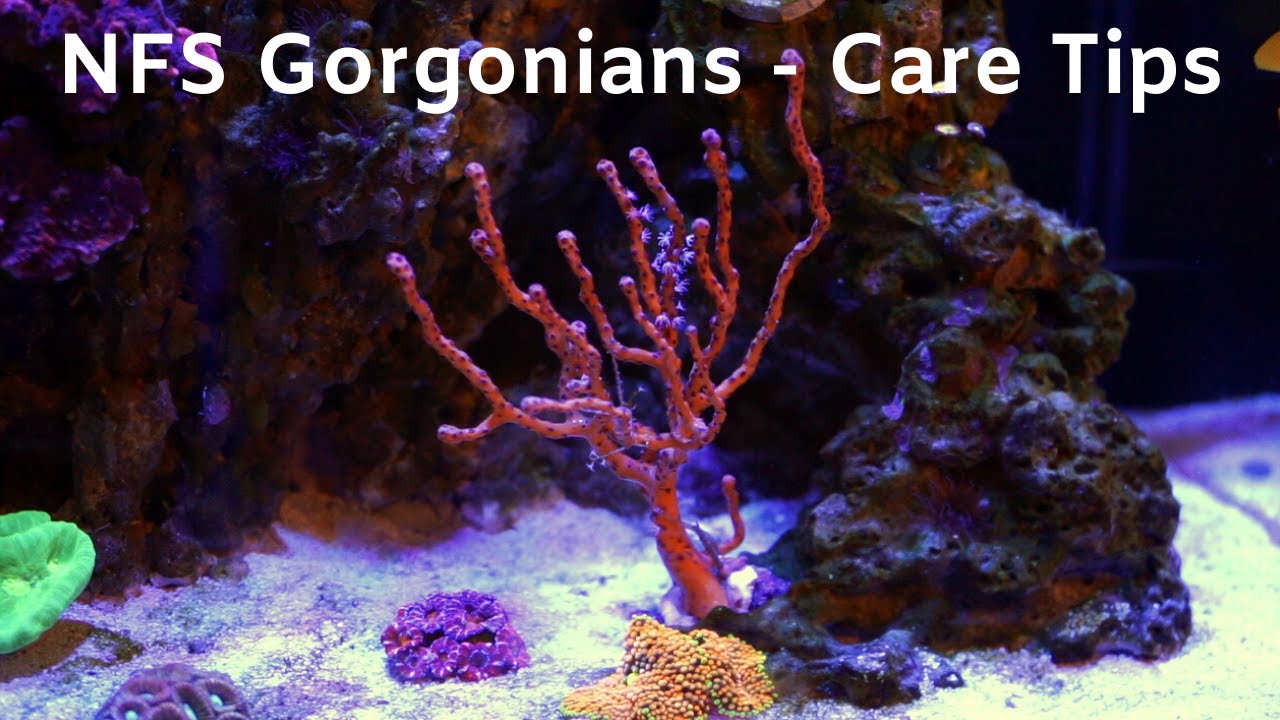 NPS Gorgonians in Your Reef