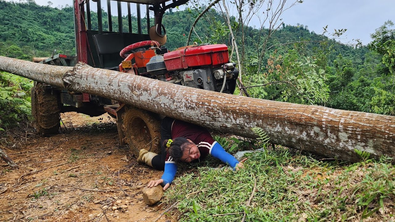 Agricultural vehicles transport timber, continuing their journey to harvest large timber