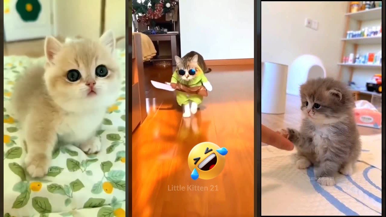 Cute Cats 😻 Cat videos Compilation 😻 #FunnyCats #4034