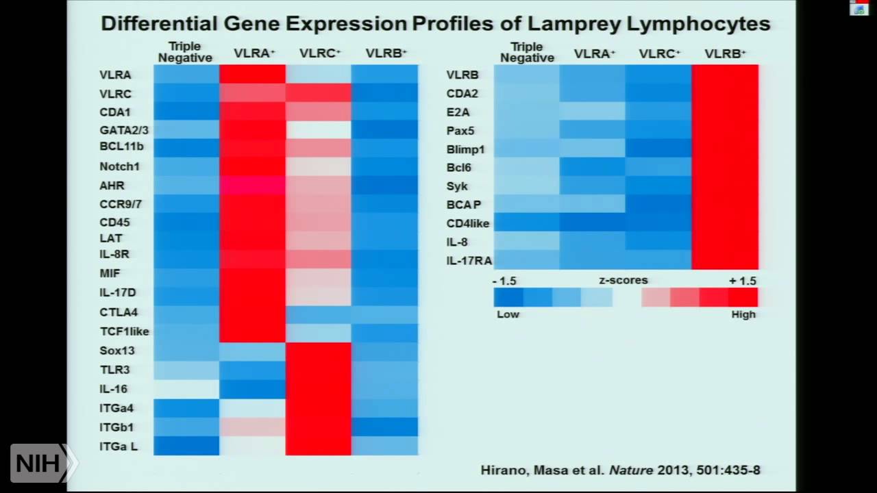 Tracing the Evolution of Adaptive Immunity