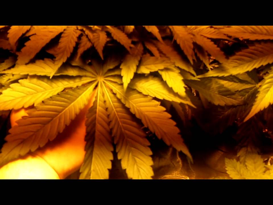 Huge Leaves