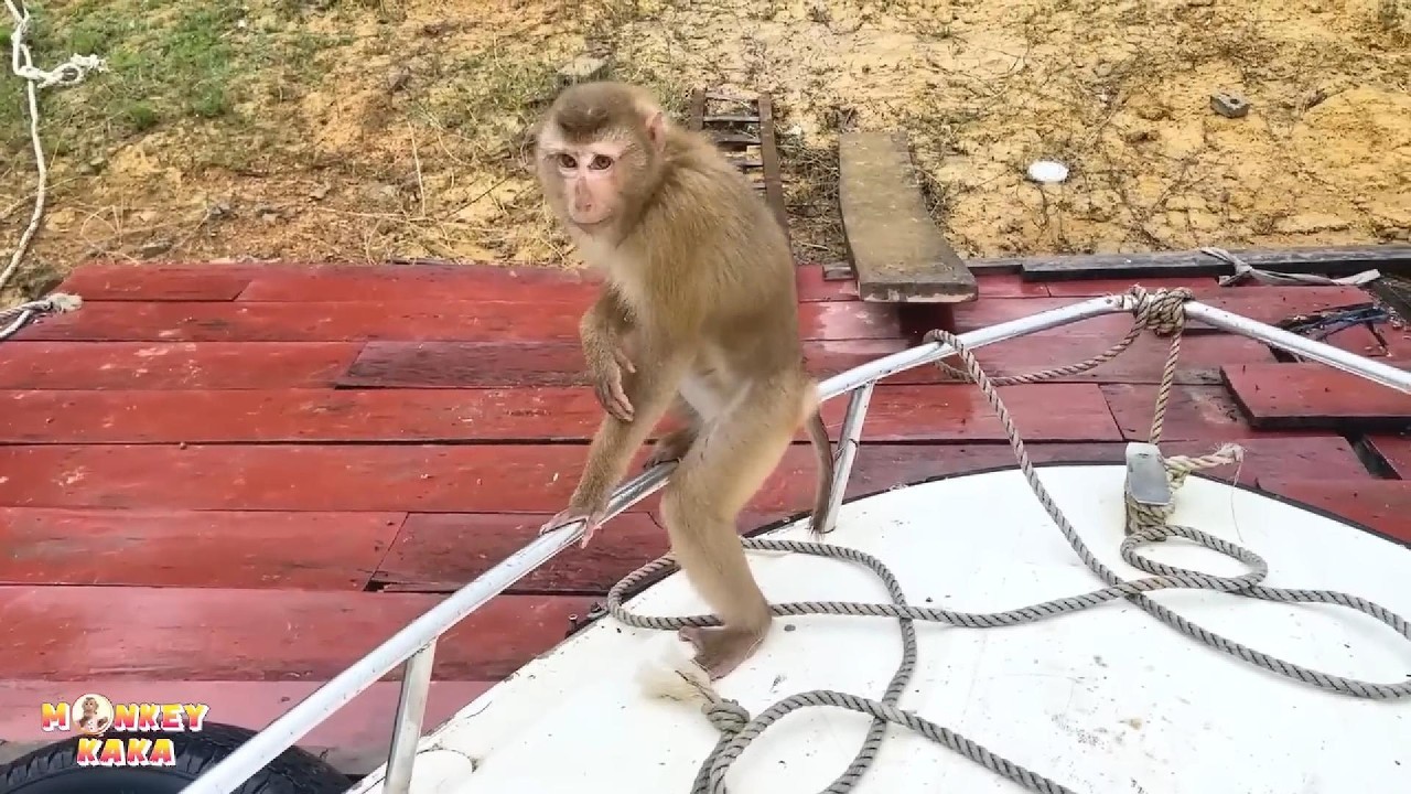 Возможно, обезьянка Кака долгое время ждала папу на пристани.