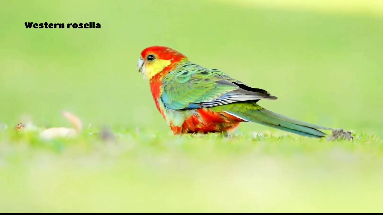 Amazing Western rosella birds Scientific name Platycercus icterotis!