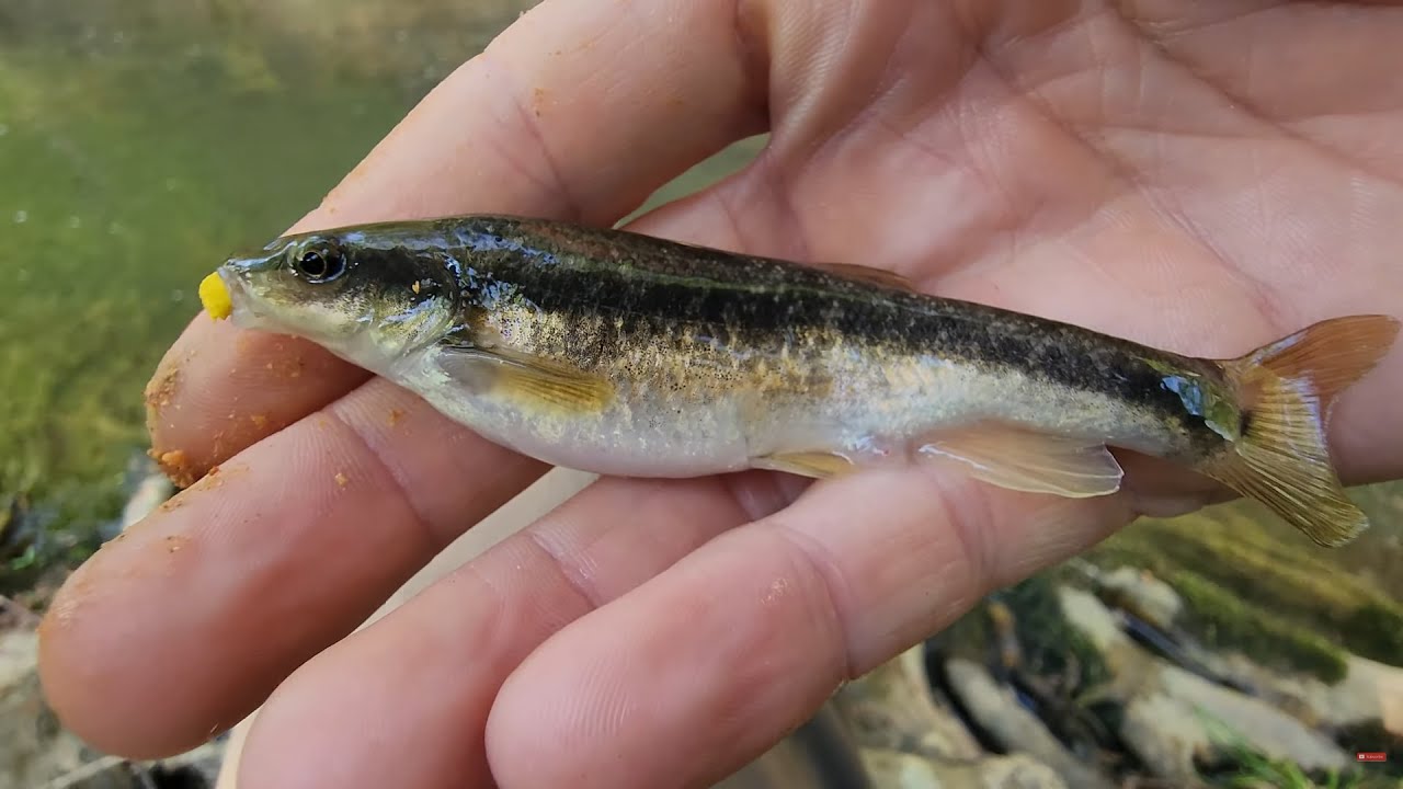 Micro Fishing Creek Chub & Shiners | Hand-Carved Brekele Rod + Tanago Hooks (Blacknose Dace Catch)