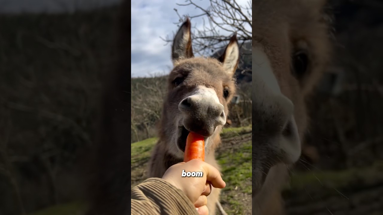 Funny donkey 🫏💕💕#animals #pets #funny #cute #shorts