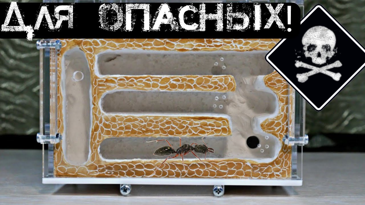 Сделал ферму для опасных муравьев! + заселение и охота